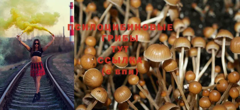 Галлюциногенные грибы Psilocybe  Велиж 